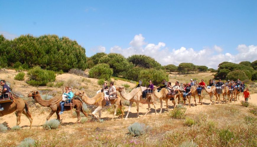 Una Apasionante Experiencia A camello por el parque dunar de Doñana
