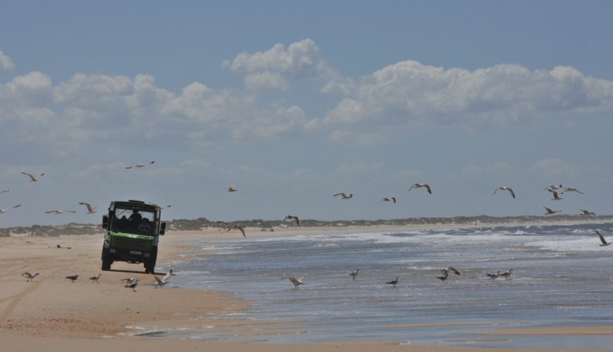 Una Apasionante Experiencia A camello por el parque dunar de Doñana