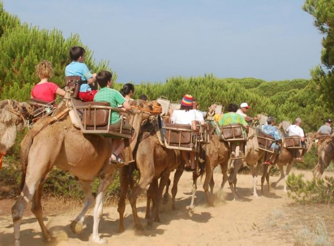 Una Apasionante Experiencia A camello por el parque dunar de Doñana