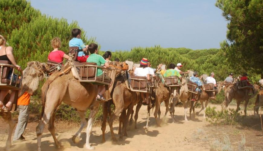 Una Apasionante Experiencia A camello por el parque dunar de Doñana